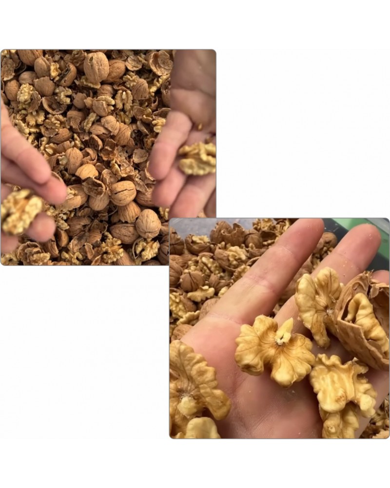 Turco CKK300 Professional Walnut Cracking Machine — No Calibration Required Turco CKK300 Professional Walnut Cracking Machine — No Calibration Required
