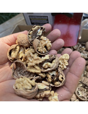 Turco CKK40 Walnut & Hazelnut Cracking Machine Turco CKK40 Walnut & Hazelnut Cracking Machine