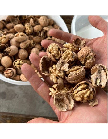 Turco CKK45 Walnut & Hazelnut Cracking Machine Turco CKK45 Walnut & Hazelnut Cracking Machine