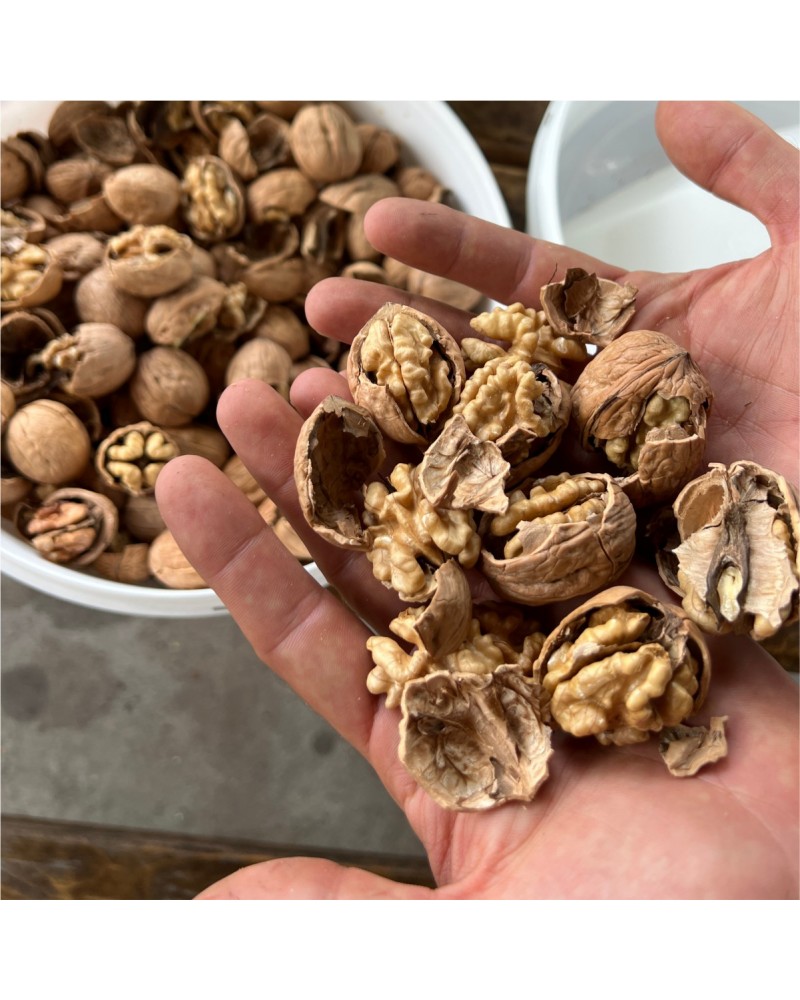 Turco CKK45 Walnut & Hazelnut Cracking Machine Turco CKK45 Walnut & Hazelnut Cracking Machine